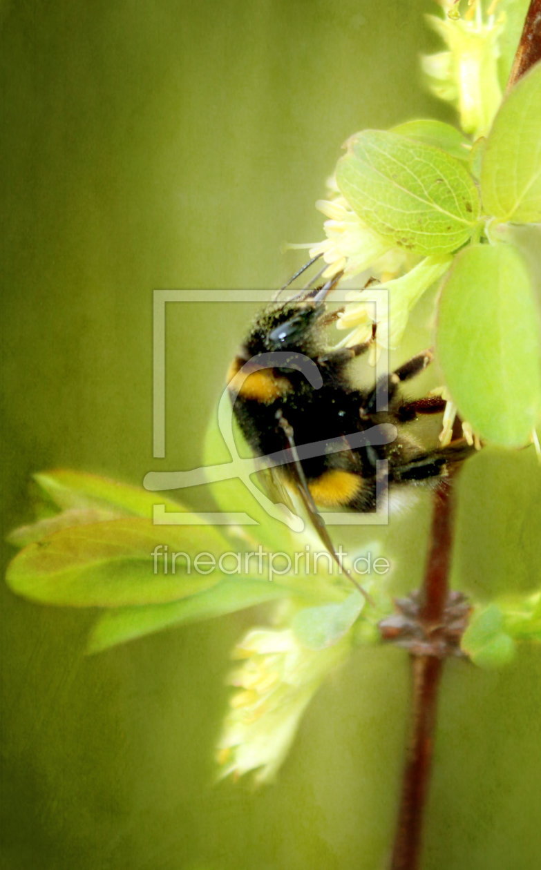 Bild-Nr.: 10495123 Frühlingsimpressionen erstellt von Heike  Hultsch