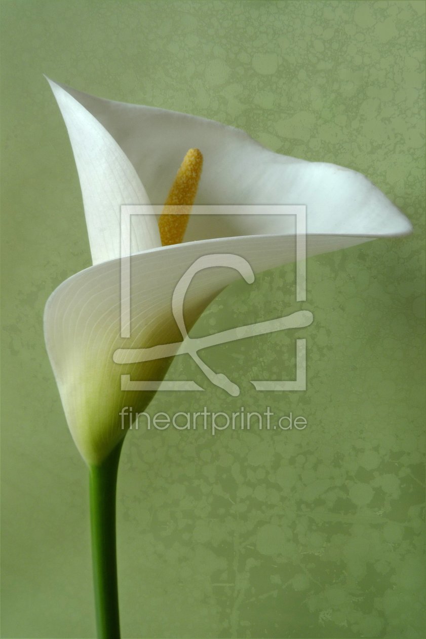 Bild-Nr.: 10495643 Calla erstellt von Rolf Eschbach