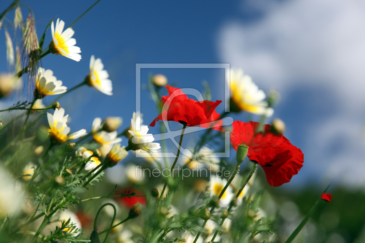 Bild-Nr.: 10496013 Mohnblumen erstellt von Renate Knapp