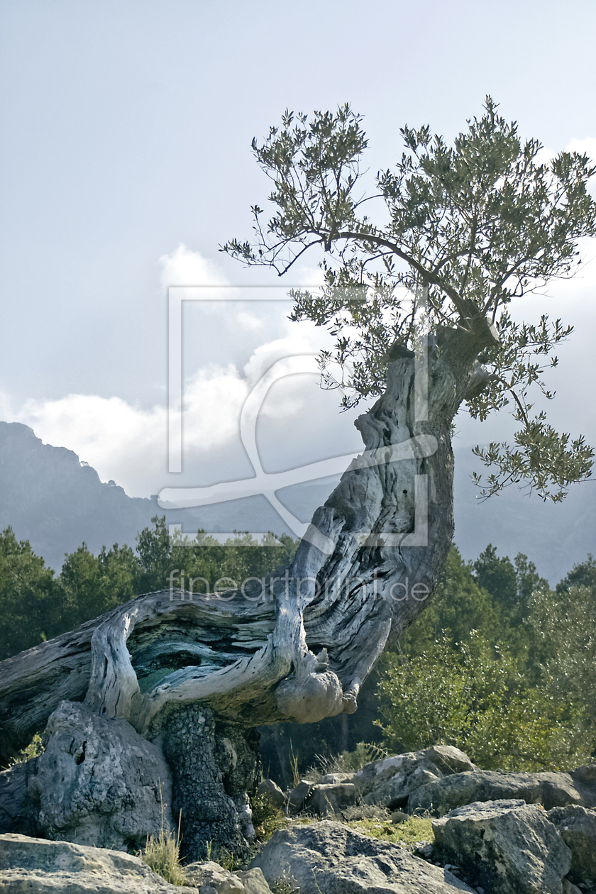 Bild-Nr.: 10496243 Alter Olivenbaum erstellt von Bernhard Spieldenner