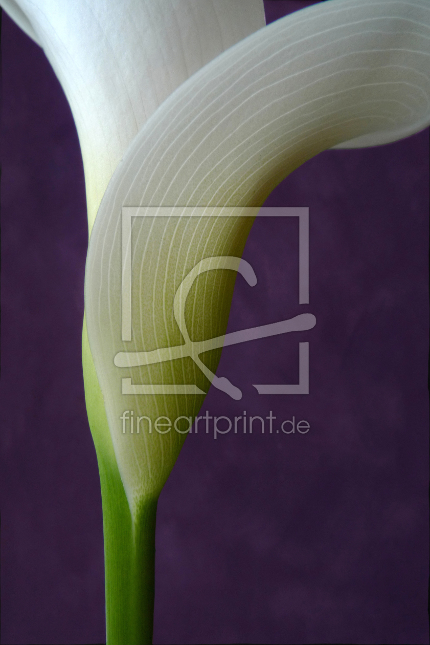 Bild-Nr.: 10496657 Calla erstellt von Rolf Eschbach