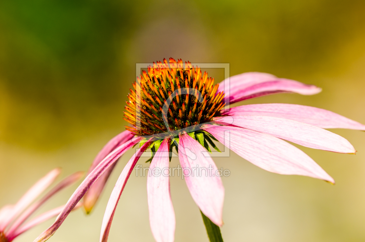 Bild-Nr.: 10497181 Sommerblume erstellt von wompus