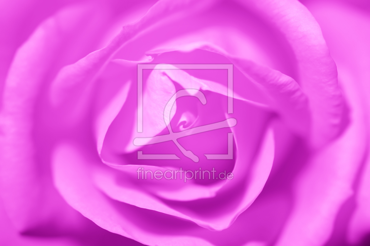 Bild-Nr.: 10499437 Pink Rose erstellt von FotoDeHRO