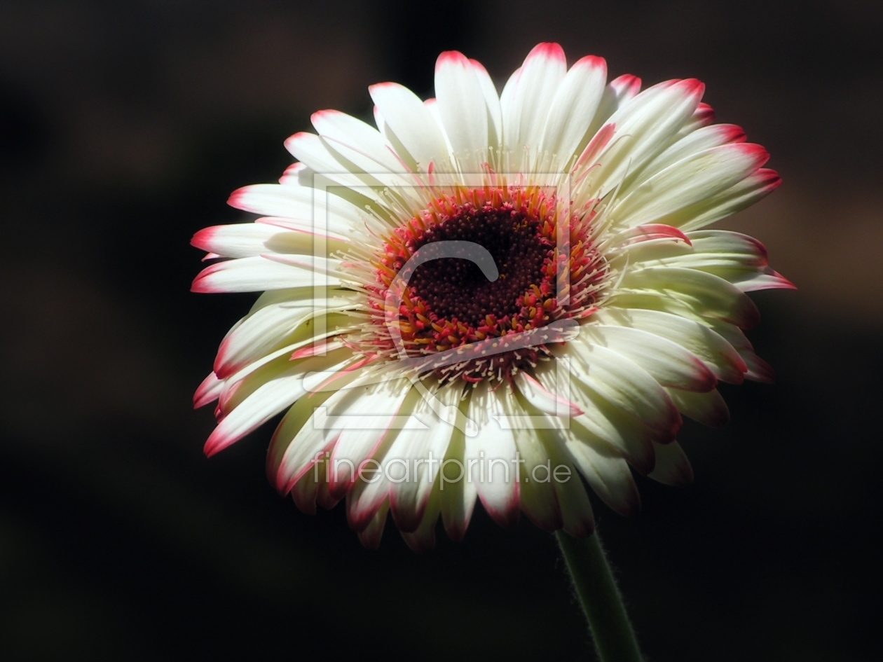 Bild-Nr.: 10499499 Gerbera erstellt von Renate Knapp