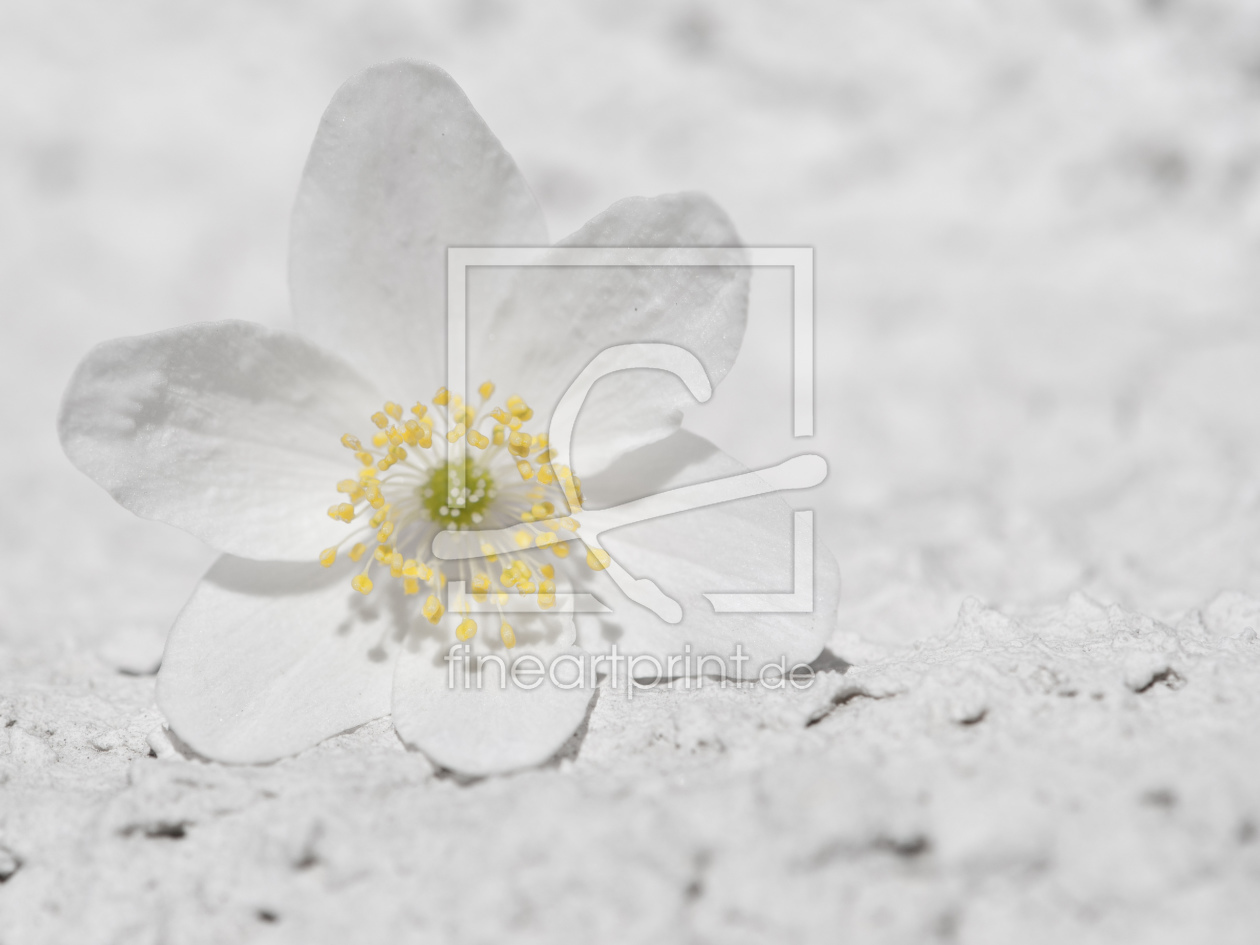 Bild-Nr.: 10499663 white blossom erstellt von stylepic