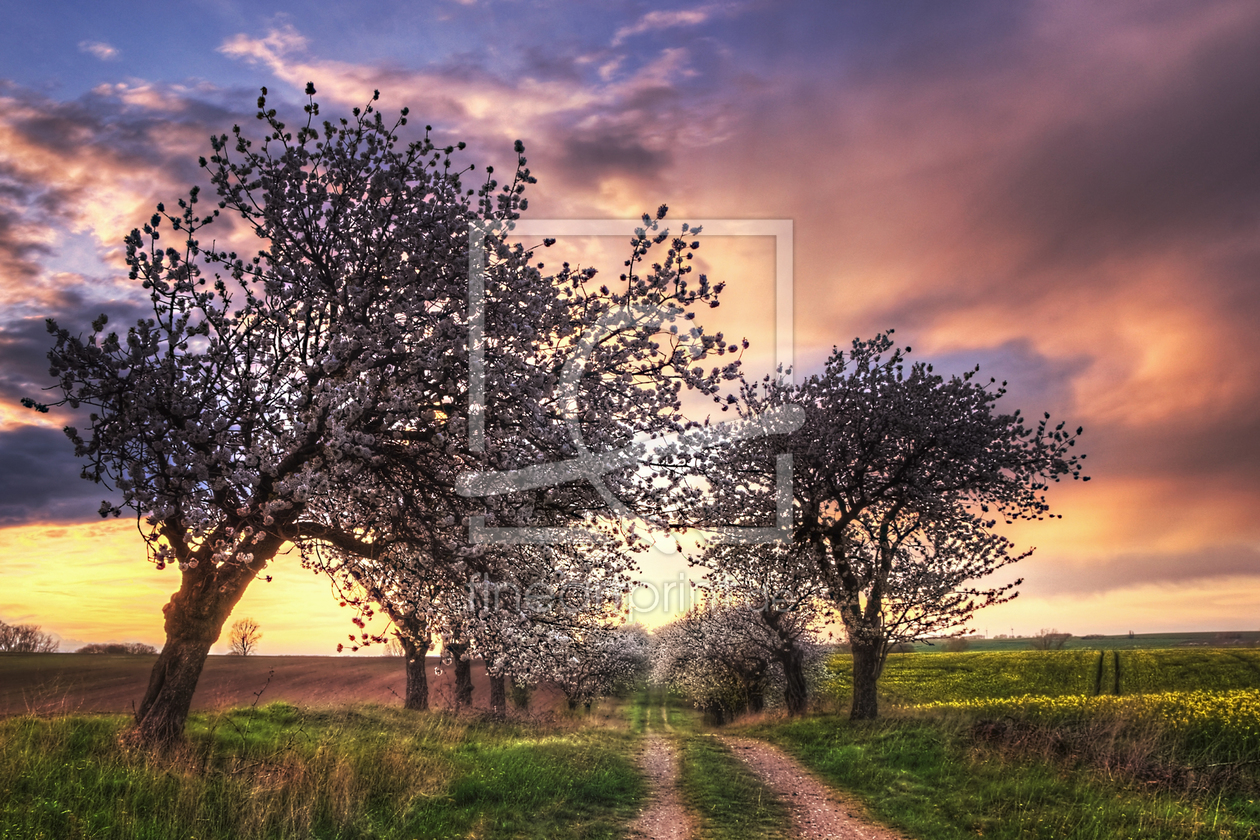 Bild-Nr.: 10501679 cherry street erstellt von Steffen Gierok