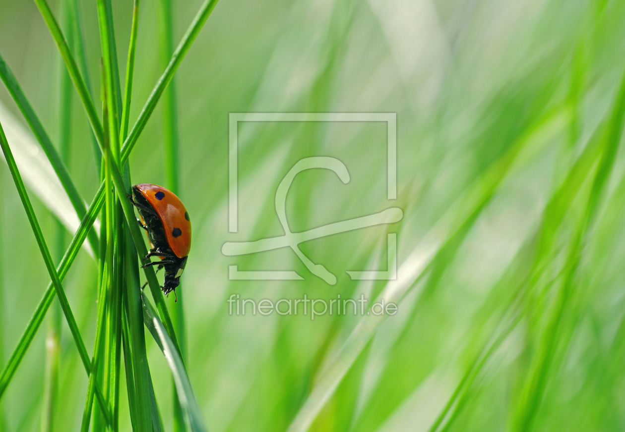 Bild-Nr.: 10502039 Ladybug erstellt von Tanja Riedel