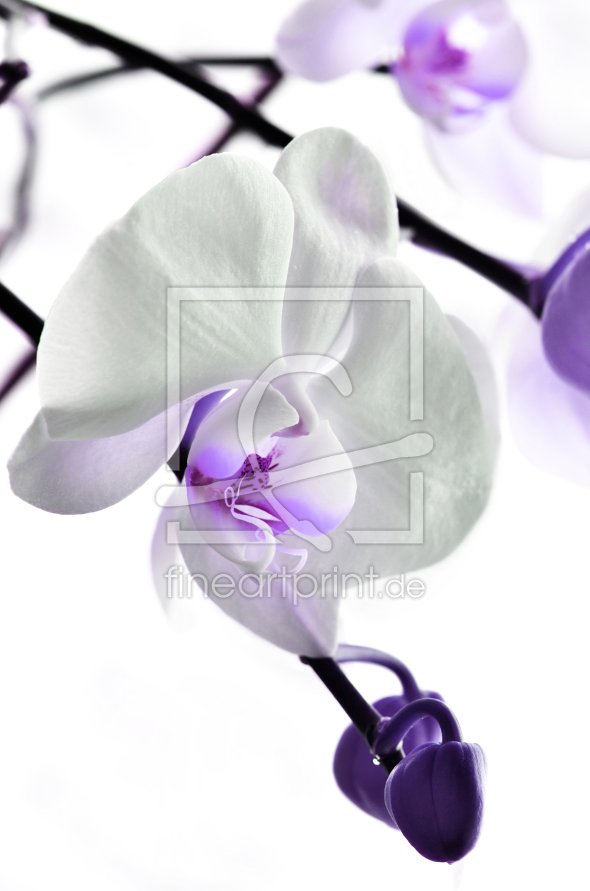 Bild-Nr.: 10503483 Orchidee erstellt von Atteloi