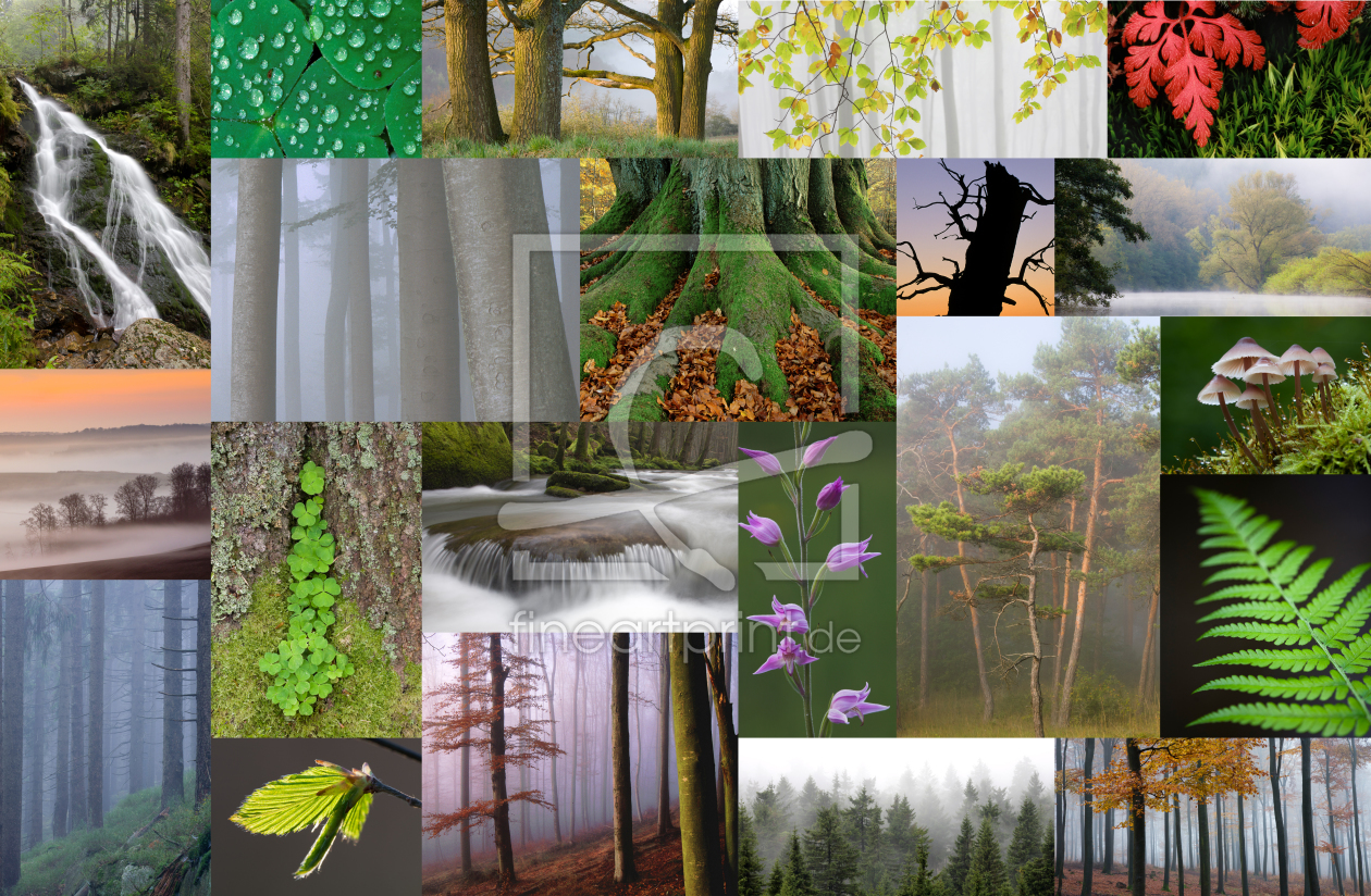 Bild-Nr.: 10509567 Mythos Wald erstellt von Volker Müther