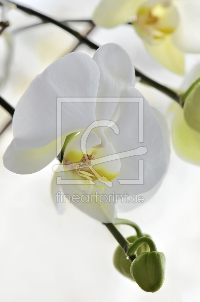 Bild-Nr.: 10509895 Orchidee erstellt von Atteloi