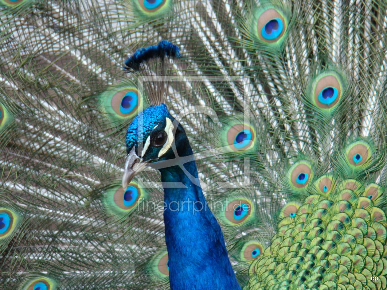 Bild-Nr.: 10510209 Pfau erstellt von Petrolafotografie