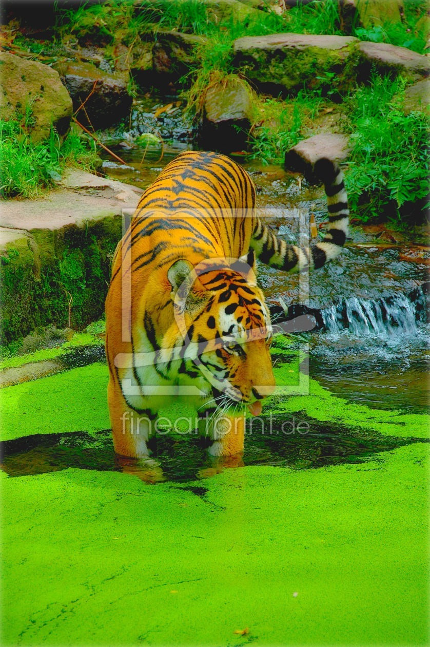 Bild-Nr.: 10510235 Tiger erstellt von Magyy
