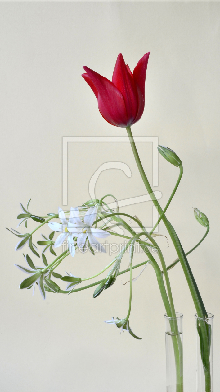 Bild-Nr.: 10511113 Blüten-Arrangement erstellt von Rolf Eschbach