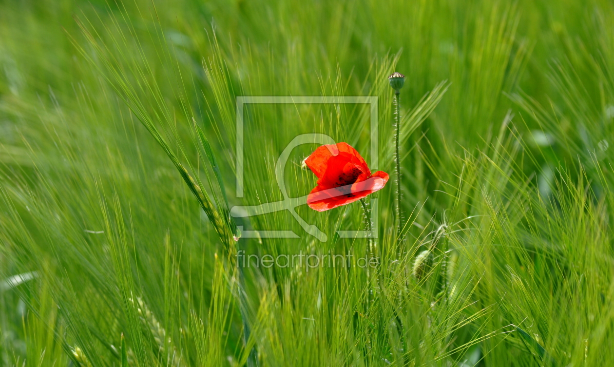 Bild-Nr.: 10511369 Im Kornfeld erstellt von GUGIGEI