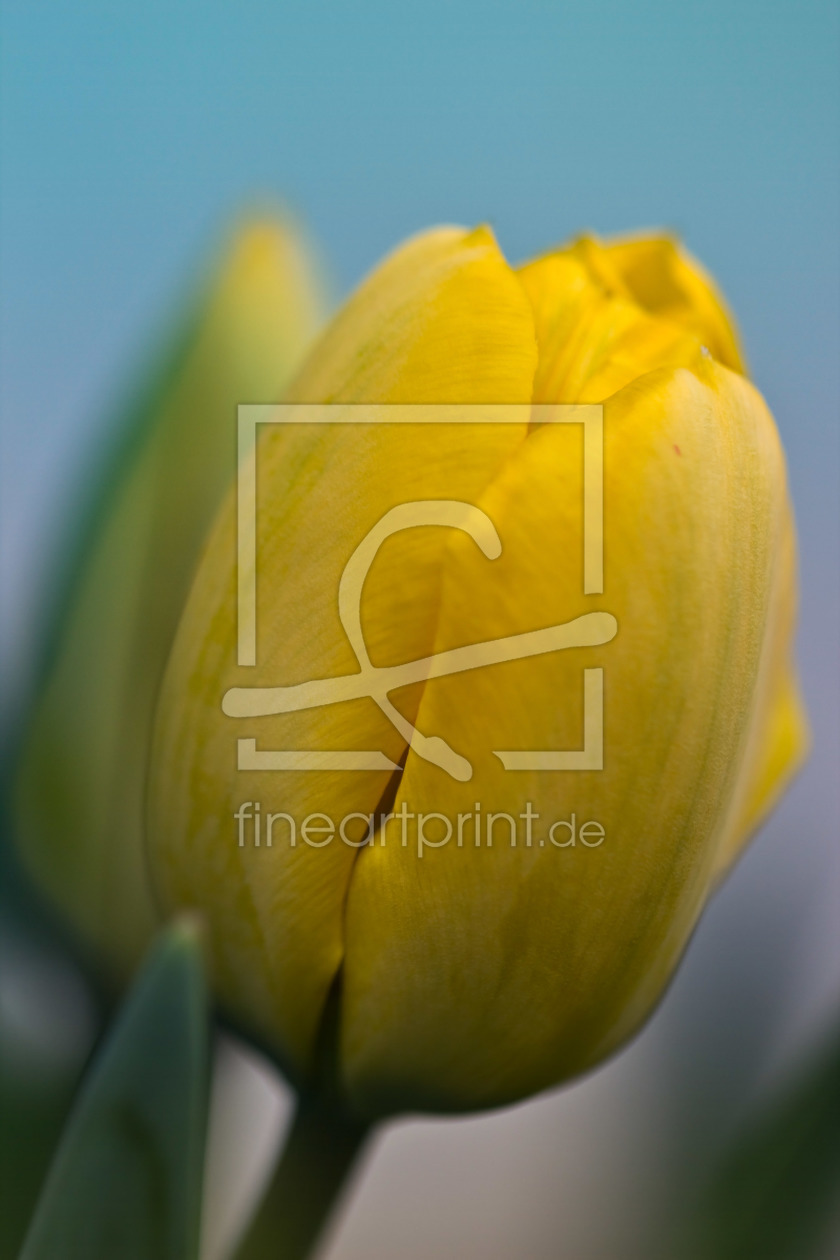Bild-Nr.: 10512111 gelbe Tulpen erstellt von Stephanie Stephanie Dannecker
