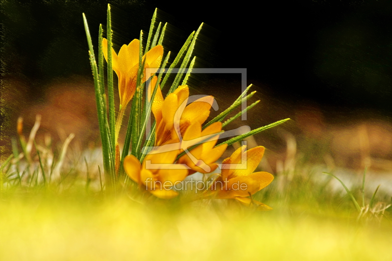 Bild-Nr.: 10513295 Krokus - mit Filtereffekt erstellt von fotoping