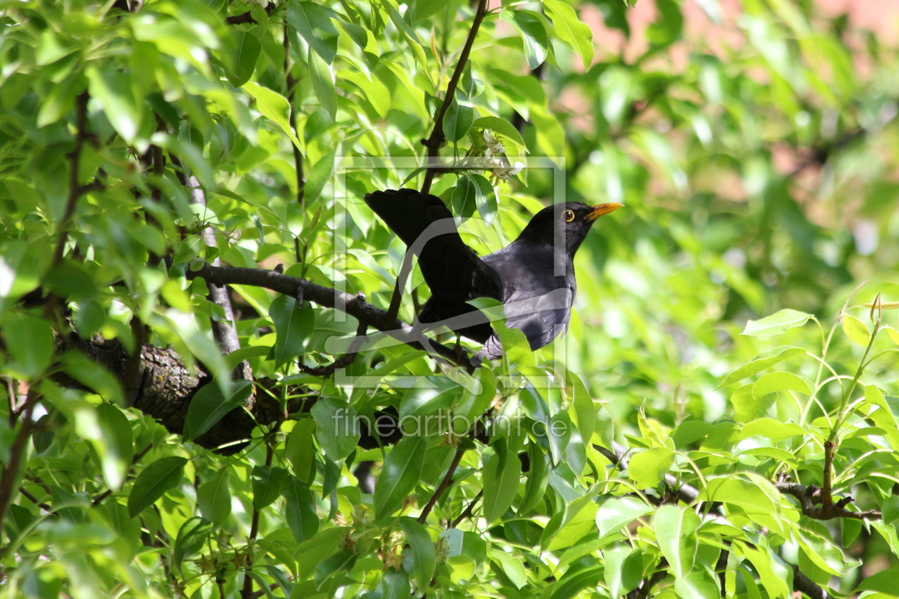 Bild-Nr.: 10513869 Amsel im Birnbaum erstellt von Junikaefer