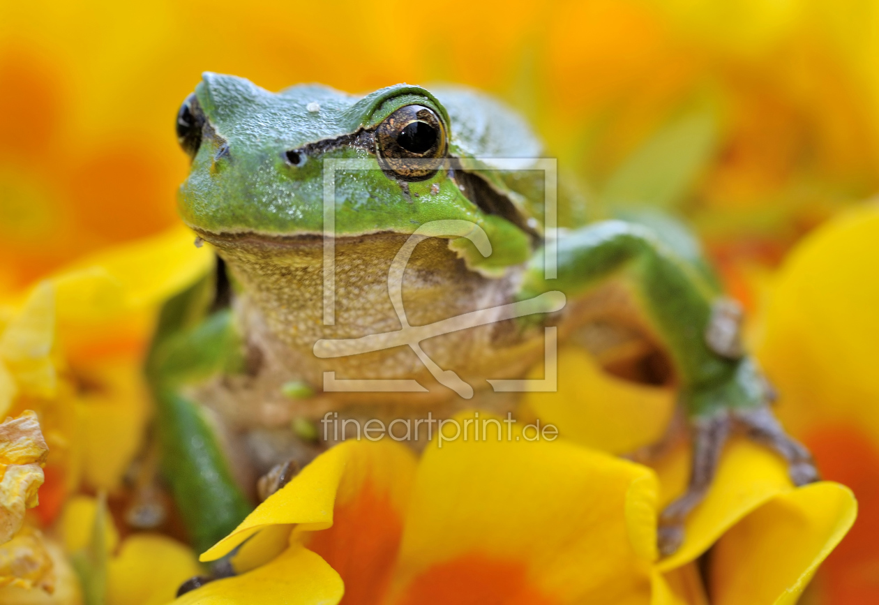 Bild-Nr.: 10514543 Laubfrosch erstellt von Sabine Schmidt