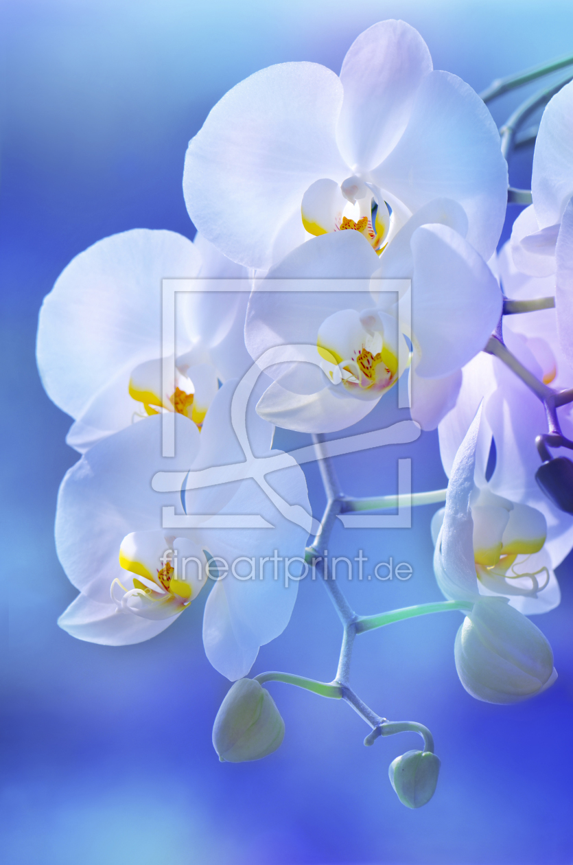 Bild-Nr.: 10515597 Orchidee erstellt von Atteloi