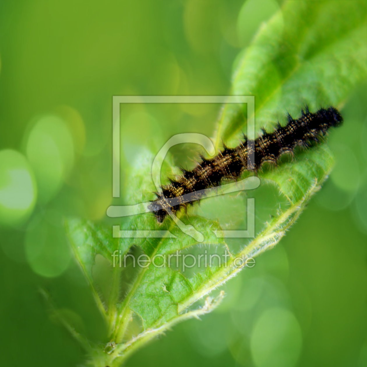 Bild-Nr.: 10515657 Seidenspinnerraupe erstellt von Heike  Hultsch