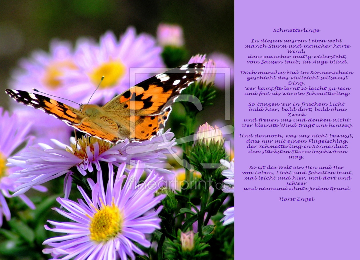 Bild-Nr.: 10515849 Schmetterlings Poesie erstellt von Renate Knapp