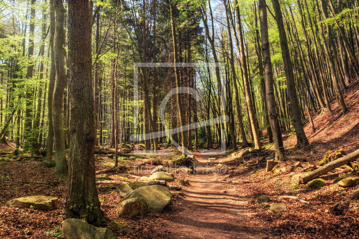 Bild-Nr.: 10517229 Waldweg erstellt von Steffen Gierok