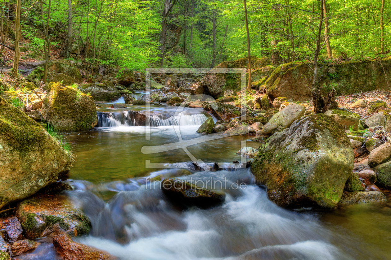 Bild-Nr.: 10517237 Spring Forest erstellt von Steffen Gierok