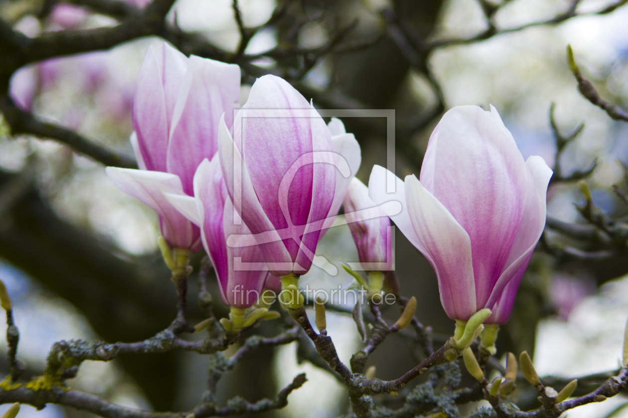 Bild-Nr.: 10517281 Maiblüte erstellt von SLSepp