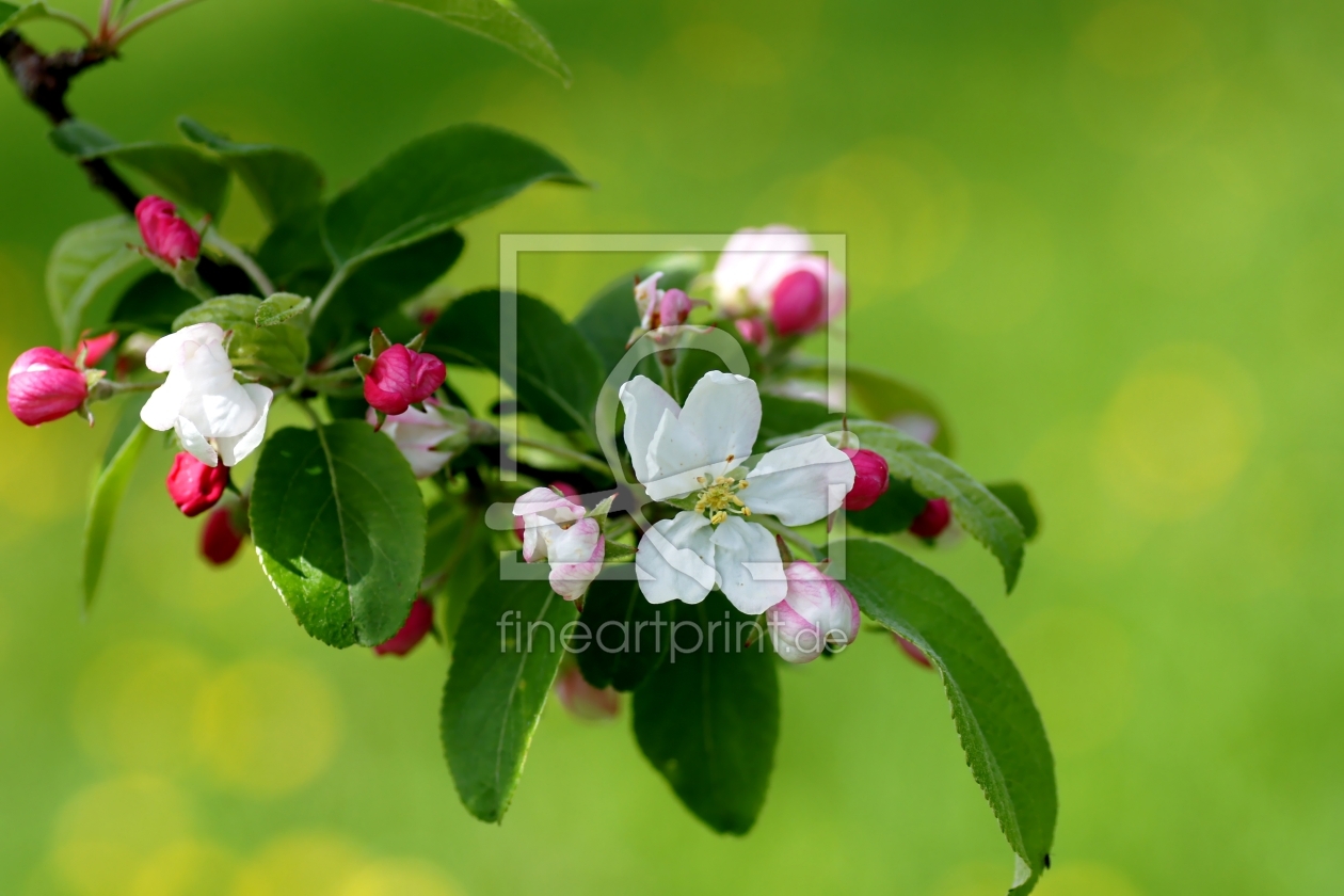 Bild-Nr.: 10518209 Apple Blossoms erstellt von youhaveadream