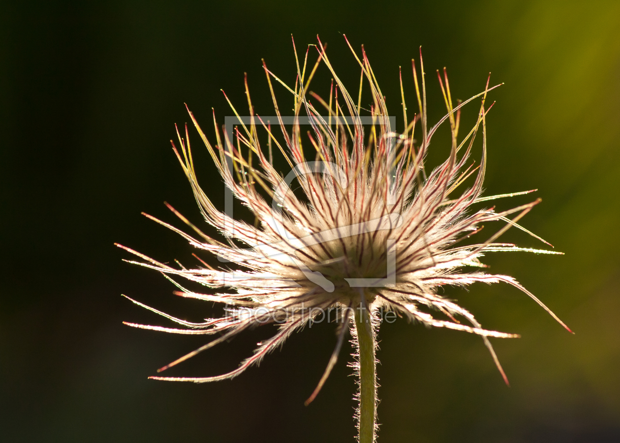 Bild-Nr.: 10519863 Pulsatilla erstellt von Anja Schäfer