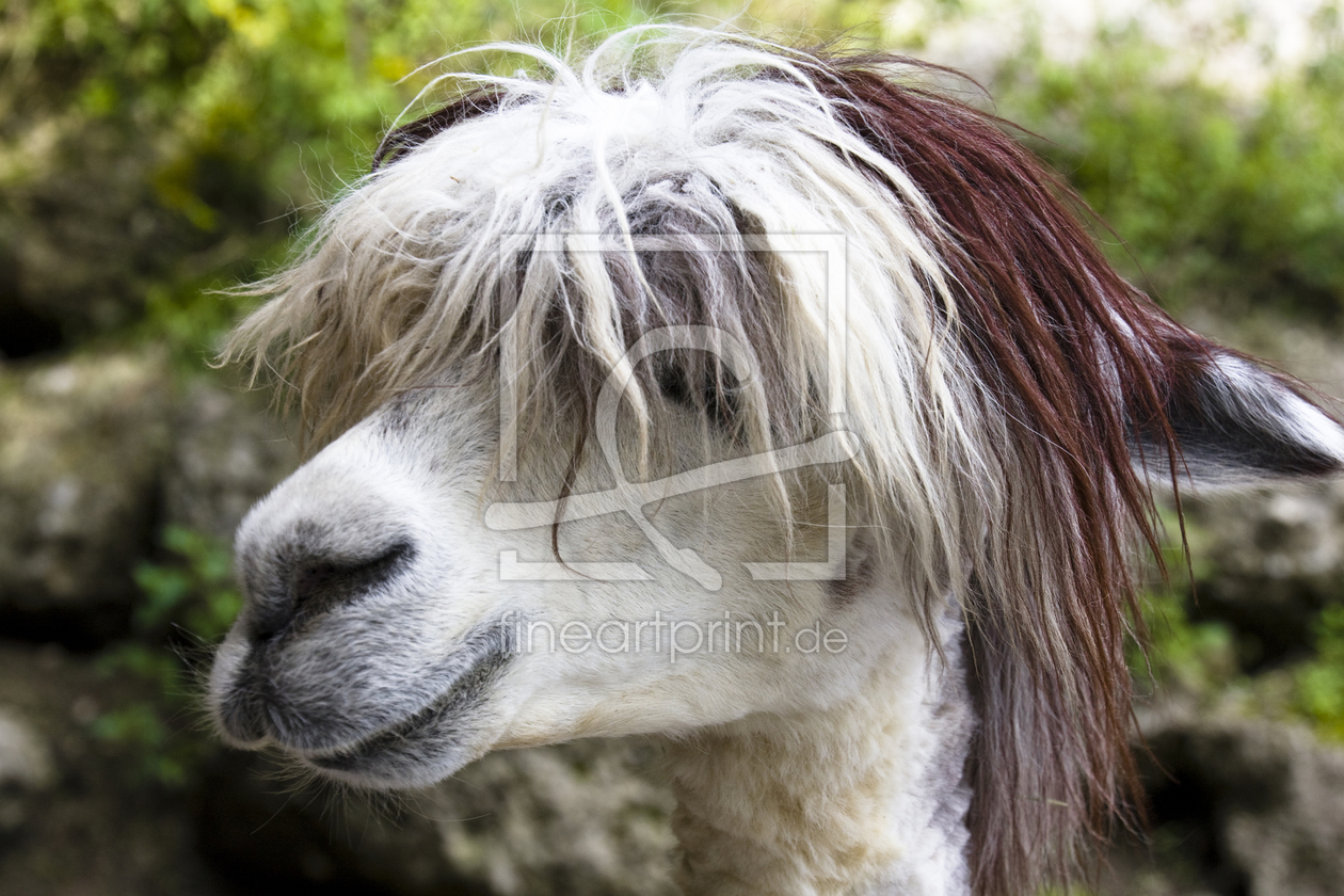 Bild-Nr.: 10520119 Hippie Lama erstellt von SLSepp