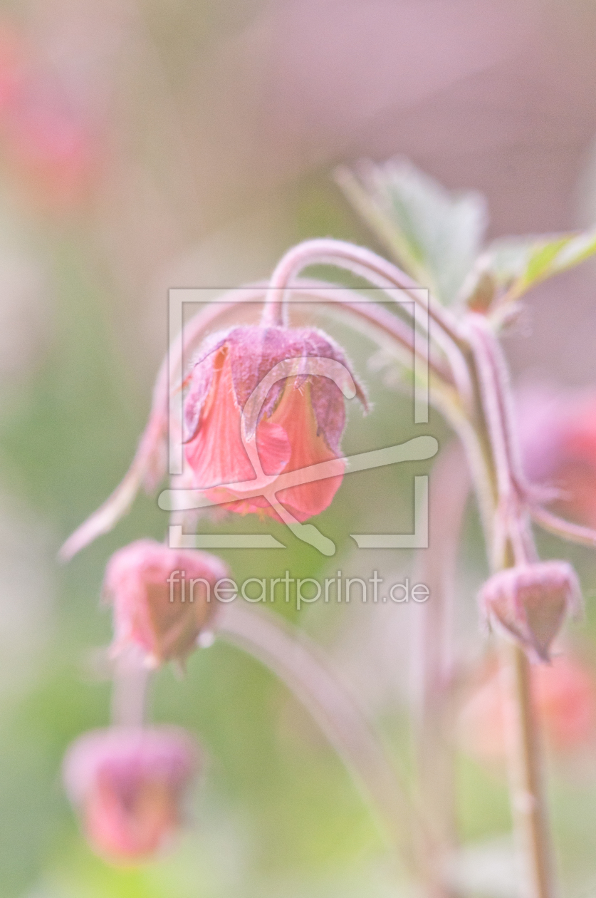 Bild-Nr.: 10520439 blumenkunst2 erstellt von s-nie