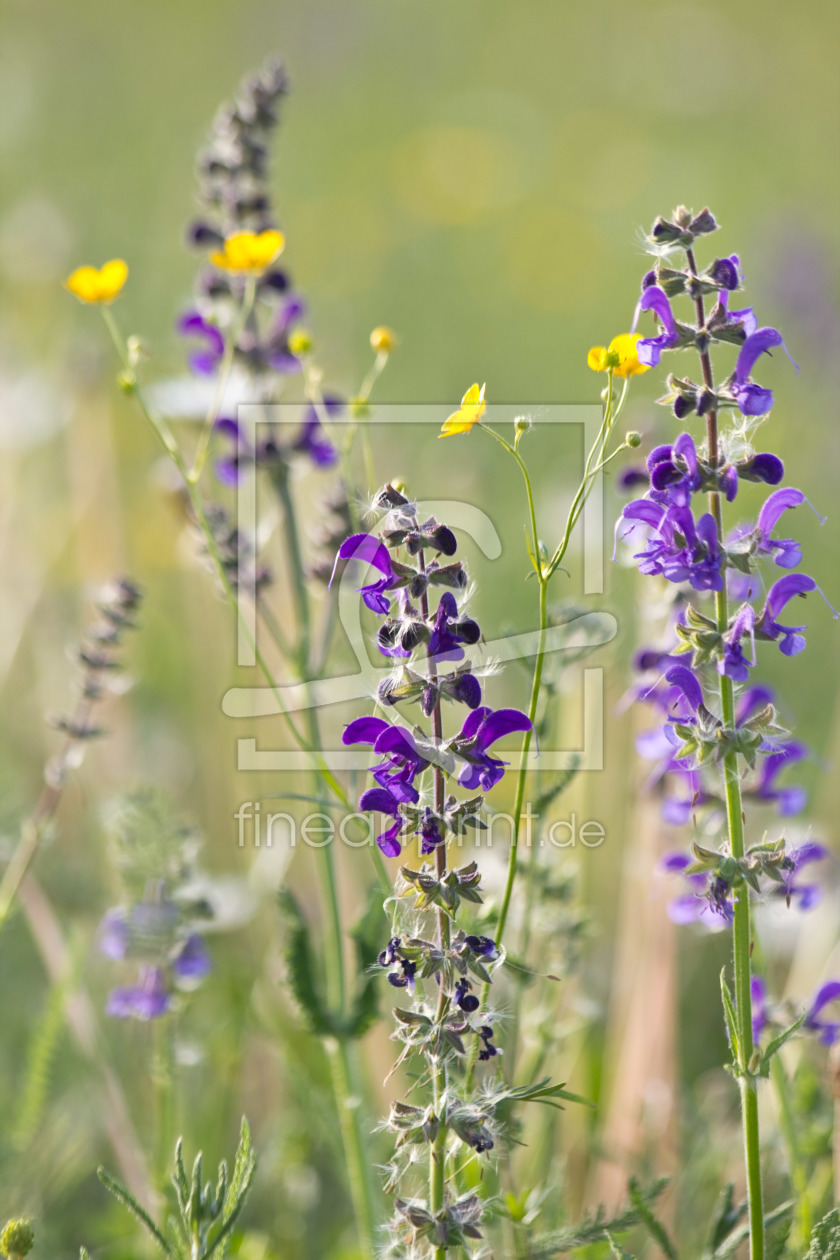 Bild-Nr.: 10520717 Wiesenblumen erstellt von Stephanie Stephanie Dannecker