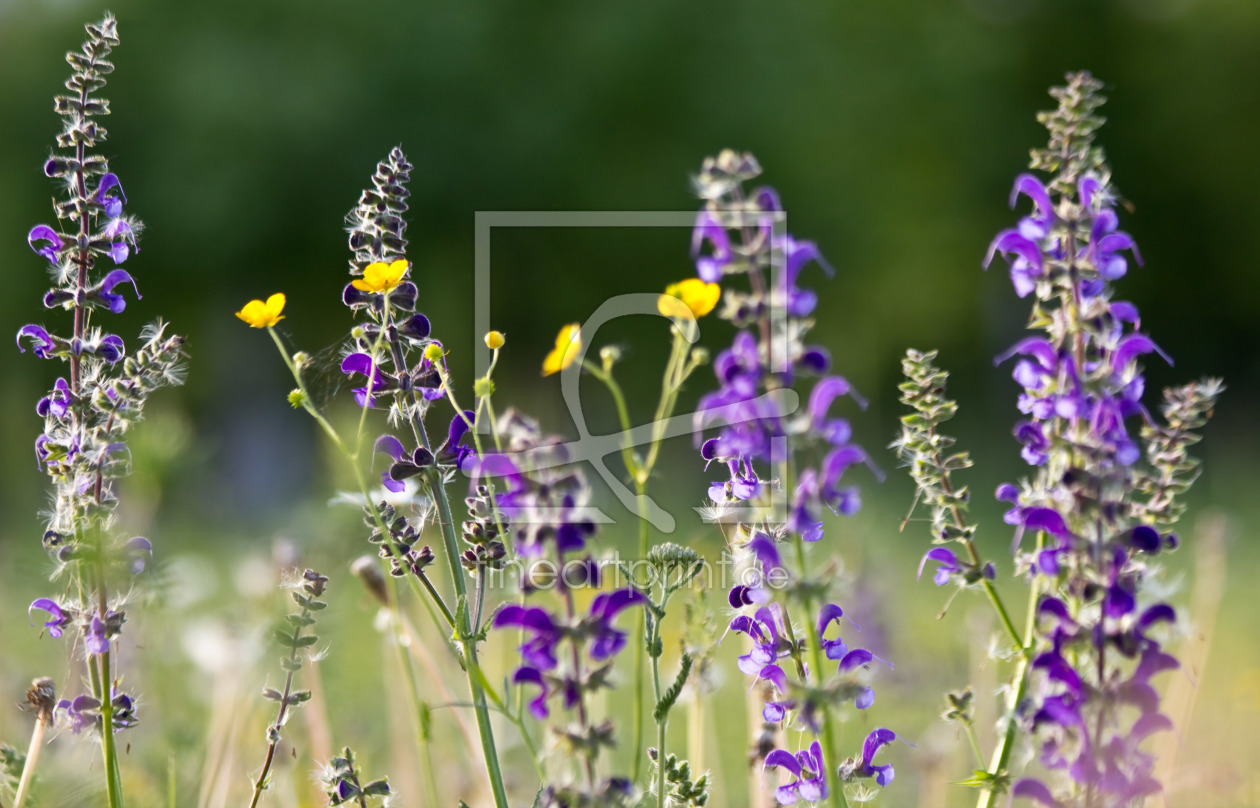 Bild-Nr.: 10520737 Blumenwiese erstellt von Stephanie Stephanie Dannecker