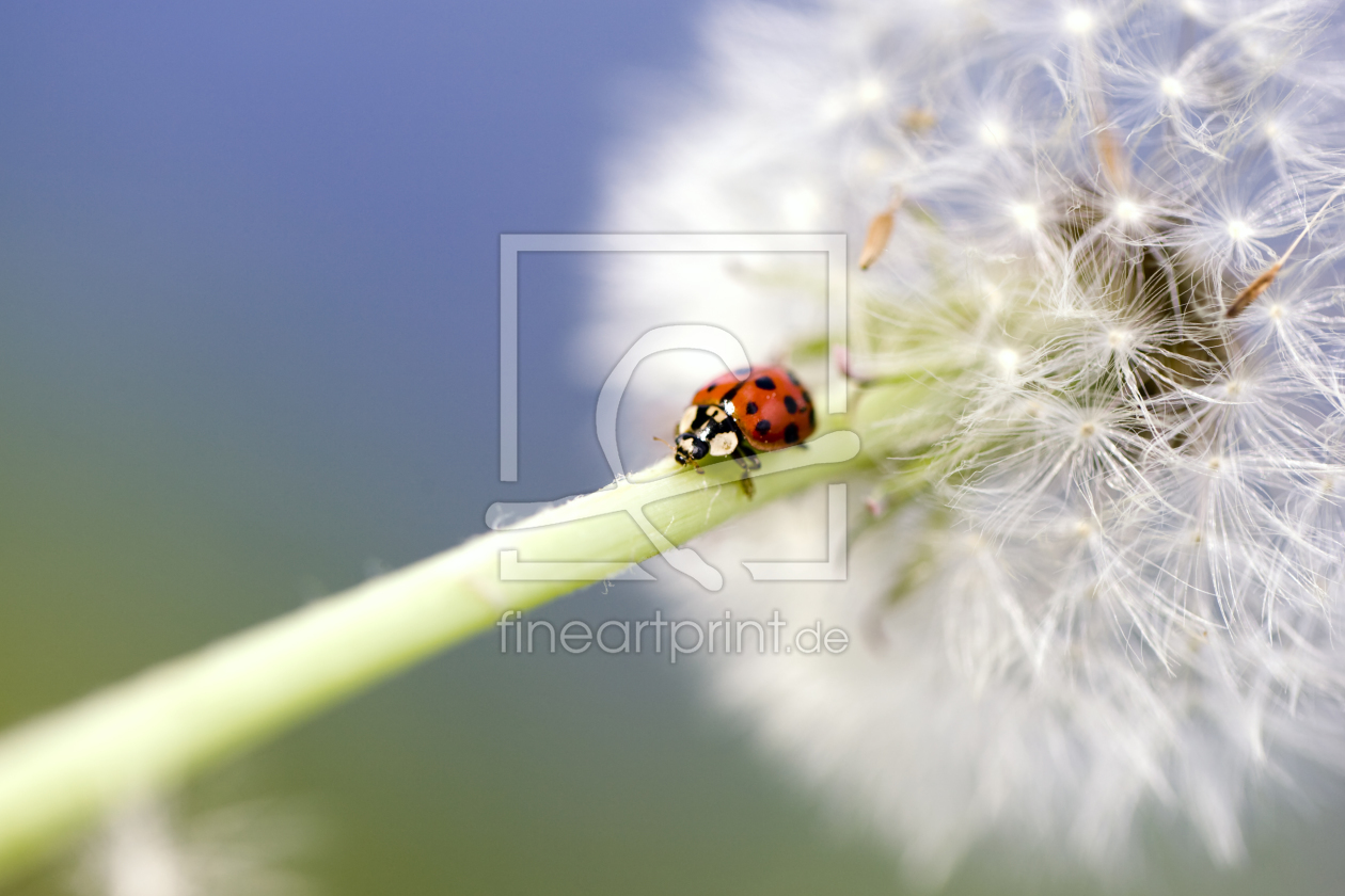 Bild-Nr.: 10521493 Marienkäfer & Pusteblume erstellt von Falko Follert