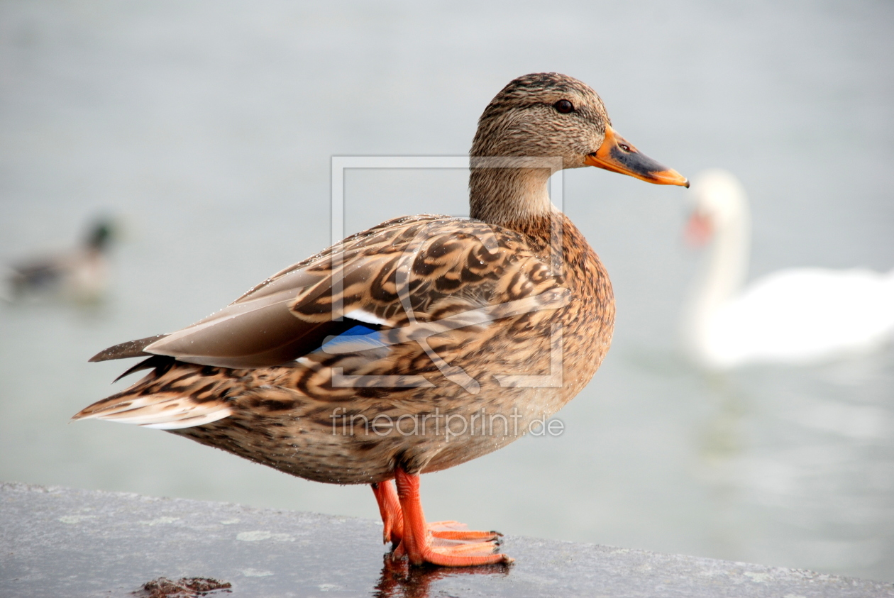 Bild-Nr.: 10521685 Stockente erstellt von GUGIGEI