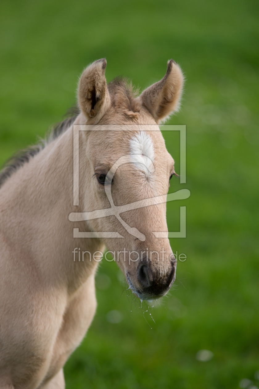 Bild-Nr.: 10521789 Pretty Pearl erstellt von K3-Foto