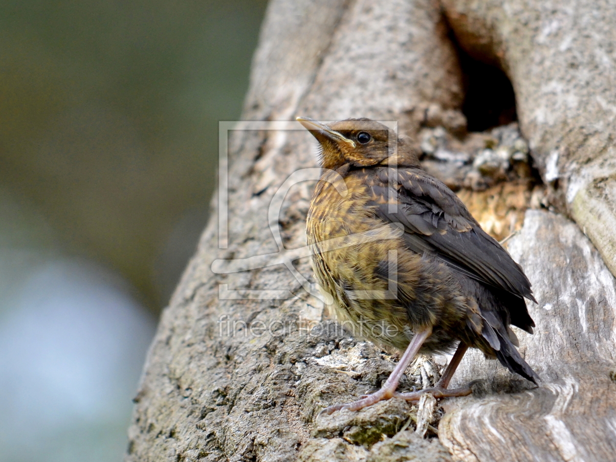 Bild-Nr.: 10522905 Im Schutz der Natur erstellt von Ostfriese