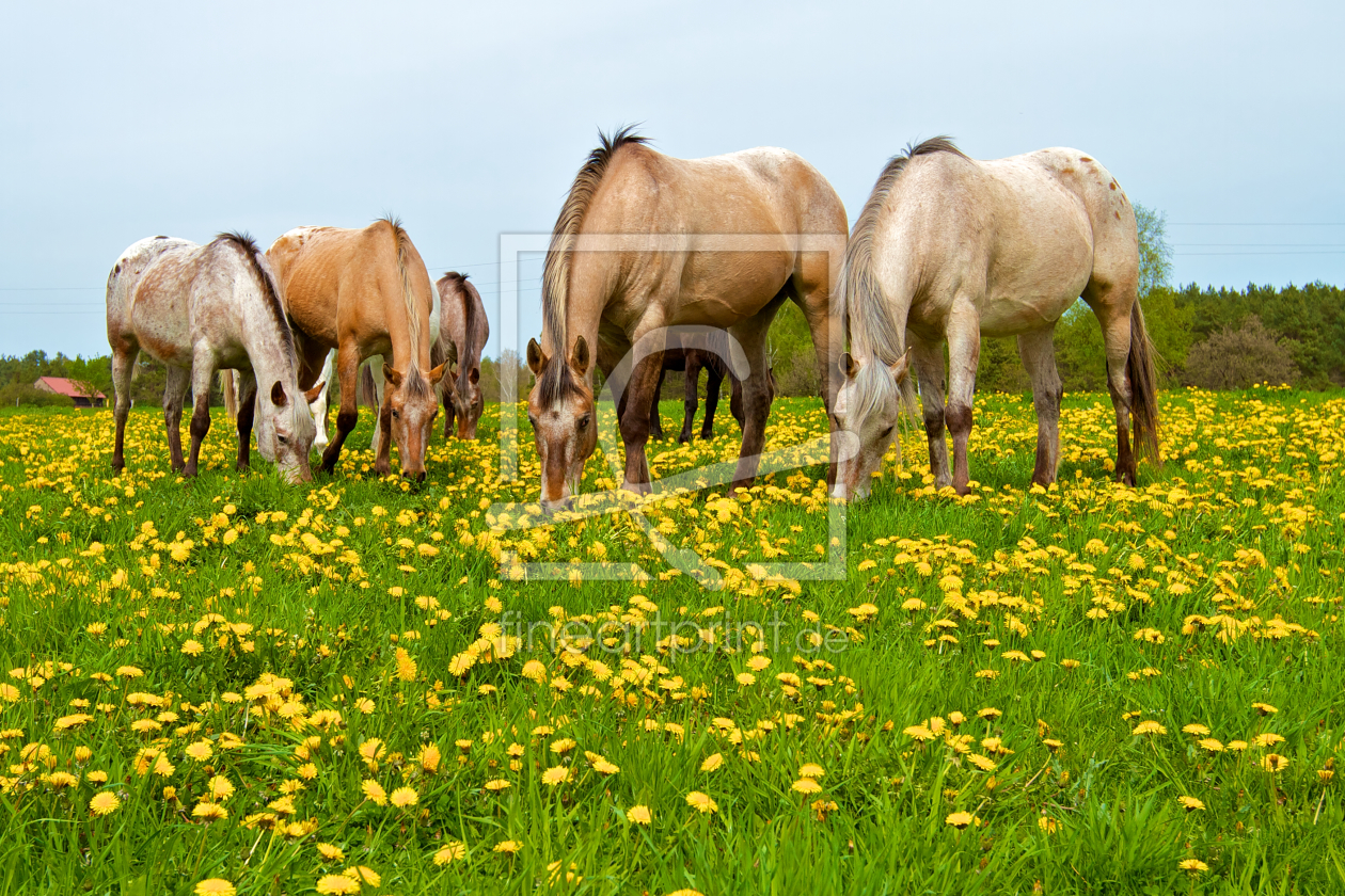 Bild-Nr.: 10524151 Blumenkinder erstellt von Jens Kalanke