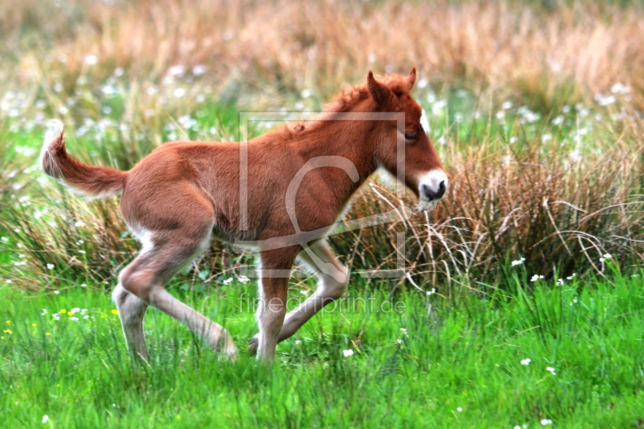 Bild-Nr.: 10524331 Erste Spurtversuche erstellt von Ostfriese