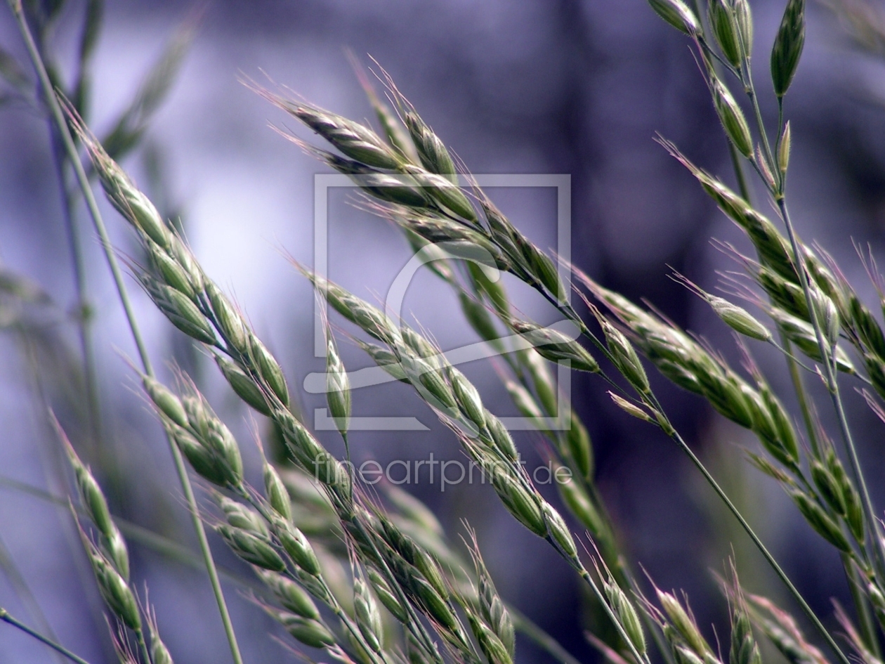 Bild-Nr.: 10524419 Wiesengräser erstellt von Renate Knapp