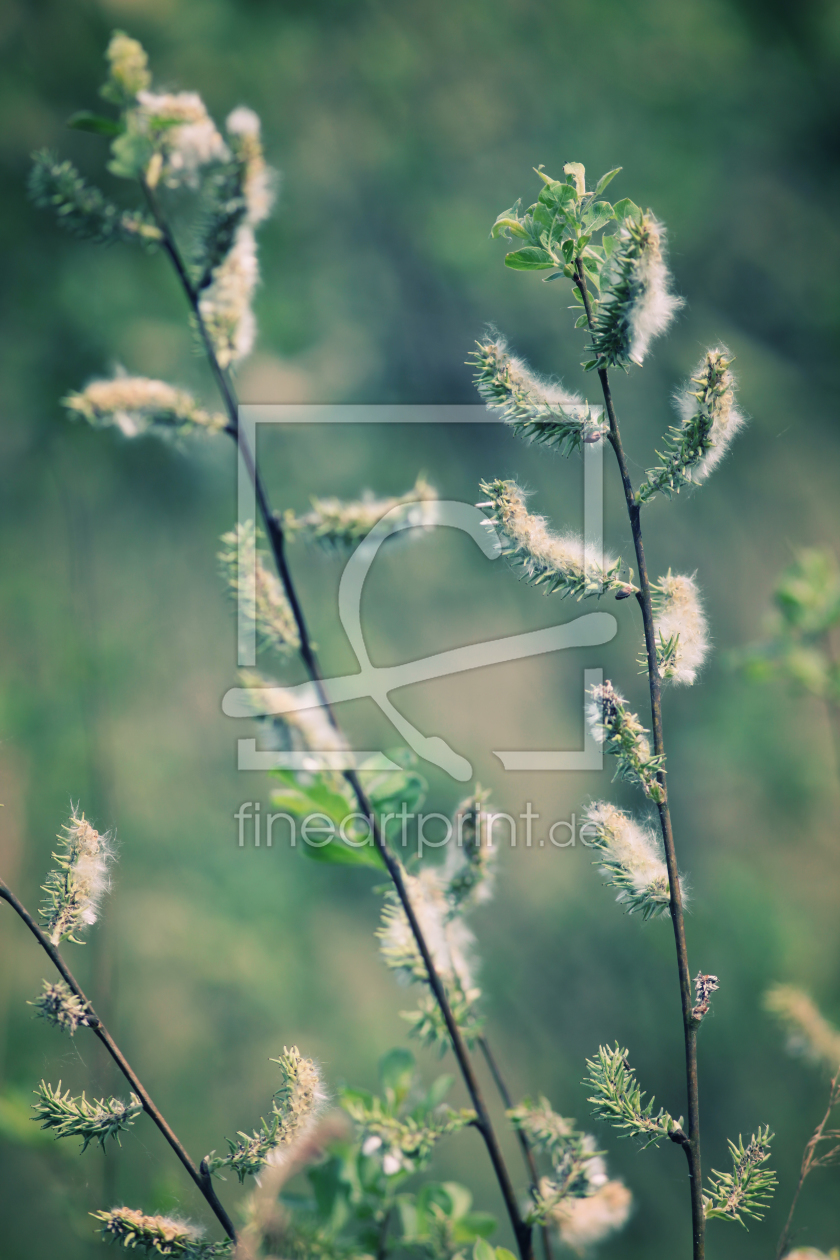 Bild-Nr.: 10525295 Naturerwachen erstellt von FotoDeHRO