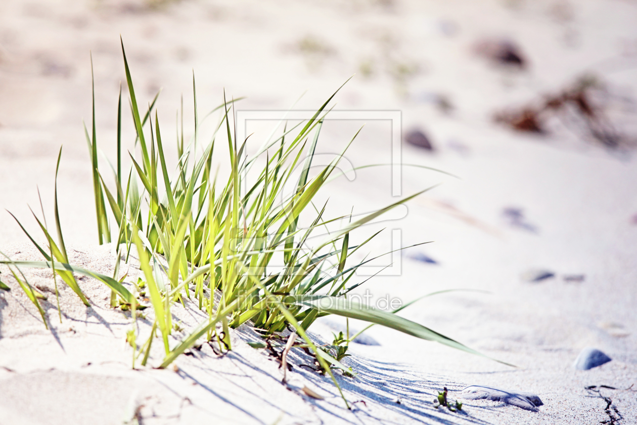 Bild-Nr.: 10527091 Strandgras erstellt von FotoDeHRO