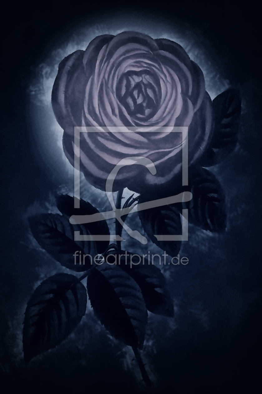 Bild-Nr.: 10528457 blue Rose erstellt von DagmarMarina