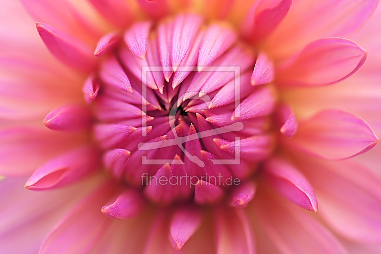 Bild-Nr.: 10528685 Blütenstern erstellt von youhaveadream