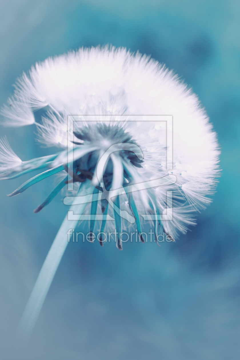 Bild-Nr.: 10529519 Pusteblume blau erstellt von Christine Bässler