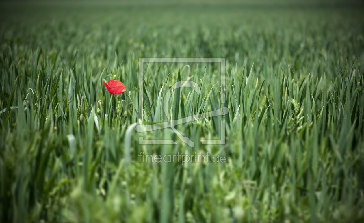 Bild-Nr.: 10530277 Mohn im Feld erstellt von Beat Bregenzer