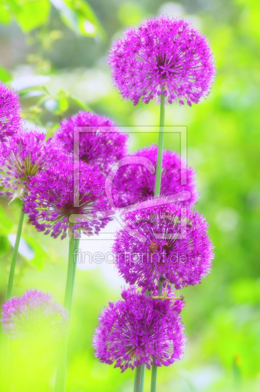 Bild-Nr.: 10530303 Allium  erstellt von Tanja Riedel