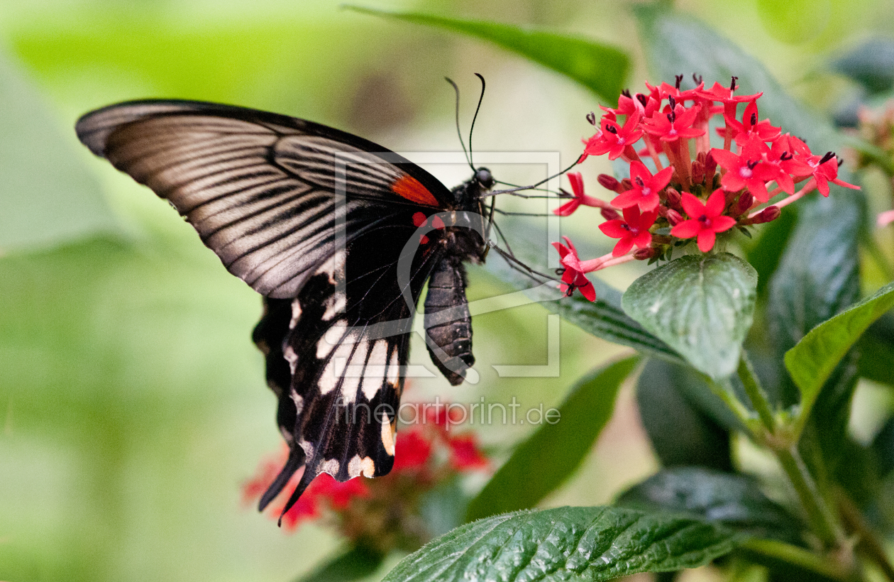 Bild-Nr.: 10530529 schmetterling erstellt von s-nie