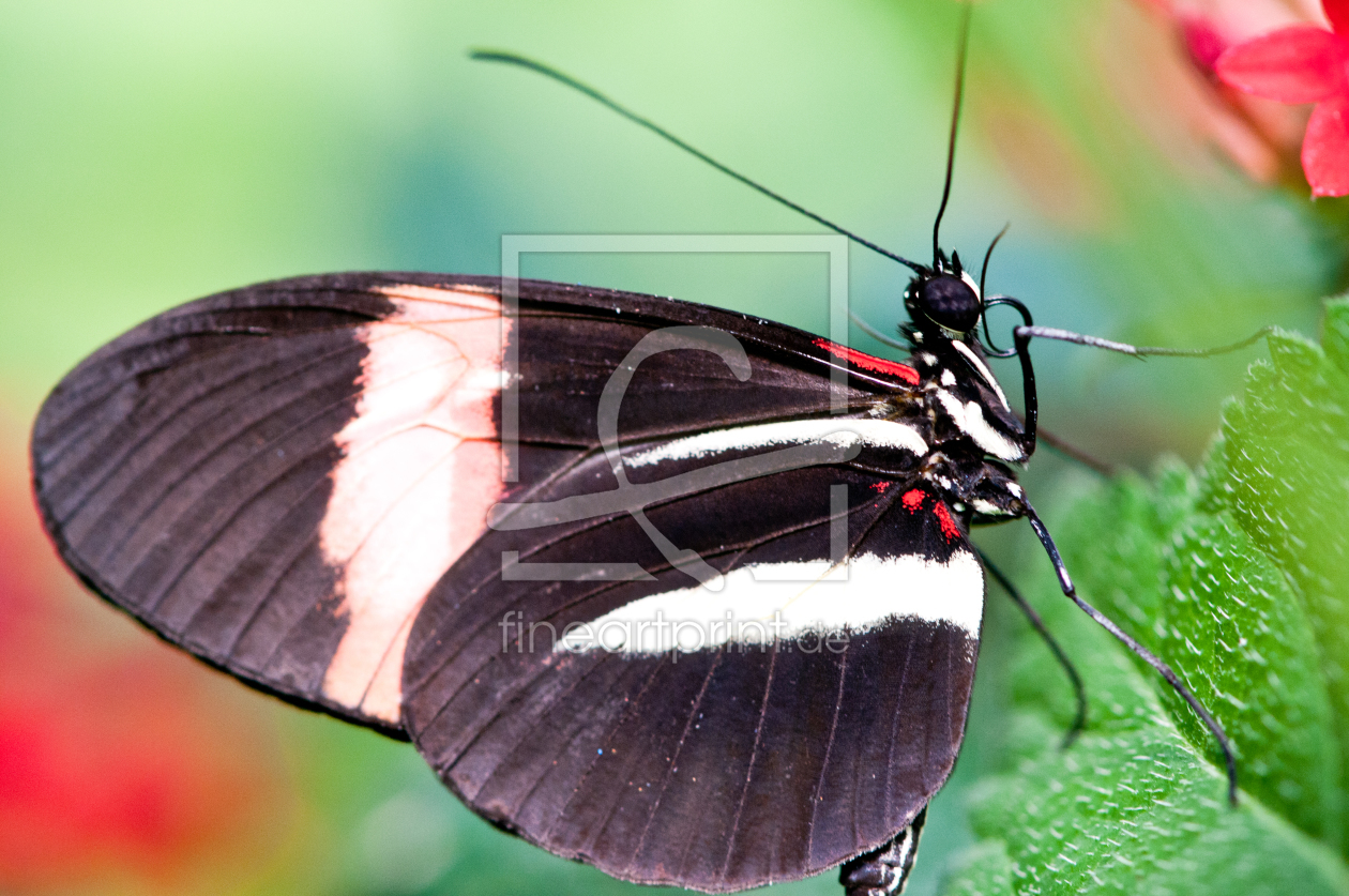 Bild-Nr.: 10530537 schmetterling2 erstellt von s-nie